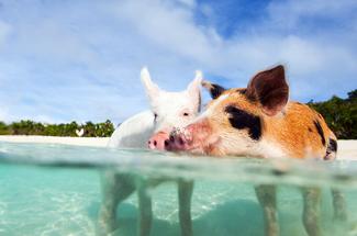 Vraie ou fausse bonne idée : nager avec les cochons aux Bahamas ?