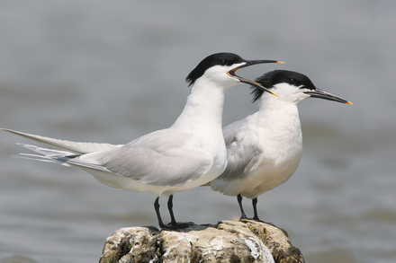 Sternes caugeks Sternes caugeks