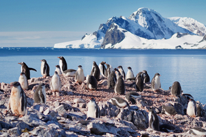 Observer la vie sauvage sur le pont d'un bateau