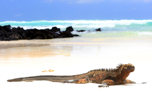 La faune des Galápagos : 4 espèces endémiques à observer pour une aventure darwinienne