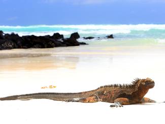 La faune des Galápagos : 4 espèces endémiques...