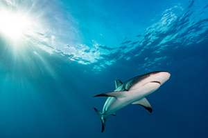 Rhinocéros, anguilles et requins au coeur d'une conférence sur la vie sauvage