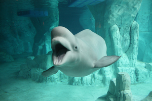 Au Canada, l'avenir incertain des bélugas de Marineland menacés d'euthanasie