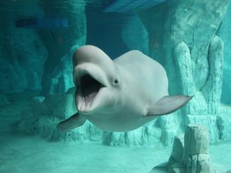 Au Canada, l'avenir incertain des bélugas de...