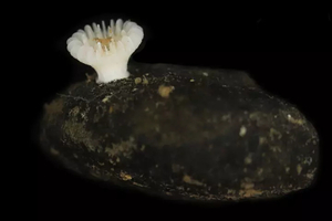 Une nouvelle espèce de corail découverte et déjà menacée par l’extraction minière