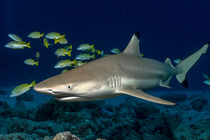 5 animaux marins qui dorment en nageant : les secrets d’un repos en mouvement