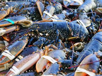 Le homard breton, star des tables