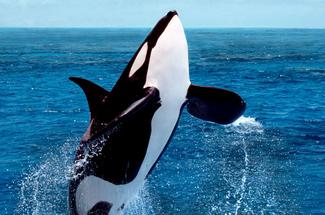 Où voir les orques en Europe en hiver ? Les hotspots à connaître