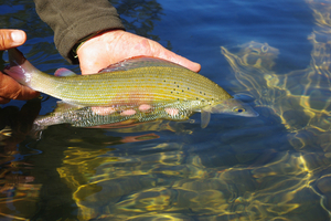 Ces espèces marines qu’il faut relâcher : la pêche raisonnée expliquée