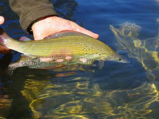 Ces espèces marines qu’il faut relâcher : la...