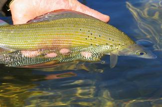 Ces espèces marines qu’il faut relâcher : la pêche raisonnée expliquée