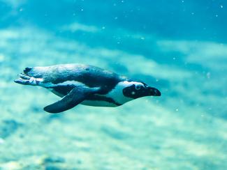 Vraie ou fausse bonne idée : nager avec les...