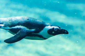 Vraie ou fausse bonne idée : nager avec les manchots ?