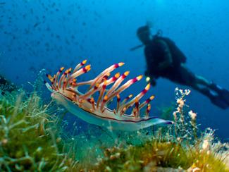 Des limaces pleines de grâce