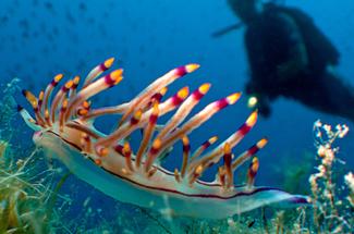 Des limaces pleines de grâce