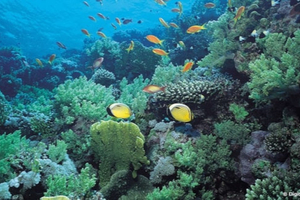 Nausicaá lance un appel aux dons pour soutenir une expédition de restauration corallienne