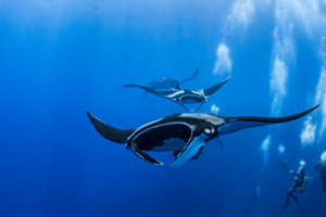 Raies manta : comprendre, observer et protéger les géantes des océans