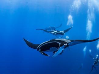 Raies manta : comprendre, observer et protéger...