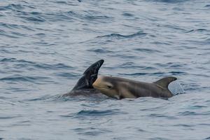 Tout savoir sur le Sanctuaire Pelagos, refuge majeur des cétacés en Méditerranée