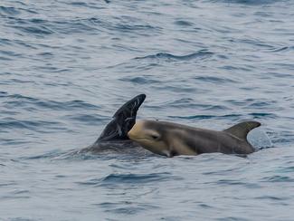 Tout savoir sur le Sanctuaire Pelagos, refuge...