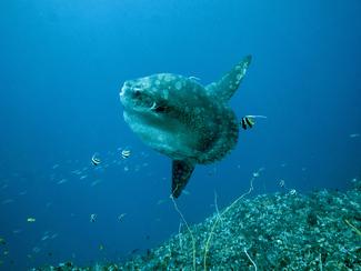 Où voir des poissons lune en France ?
