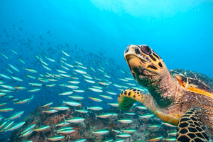 Quand l’océan cesse de respirer : l’inquiétante panne d’upwelling observée au Panama