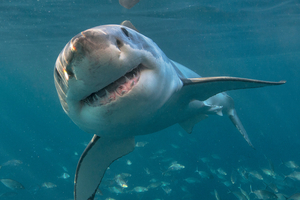 Aux Maldives, une plongée finie en cauchemar : une touriste attaquée en « jouant » avec un requin