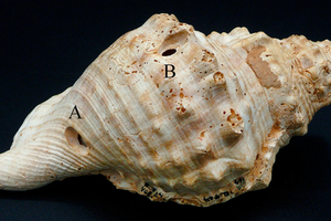 Quand les coquillages faisaient résonner la préhistoire : les plus anciens instruments à vent découverts en Catalogne