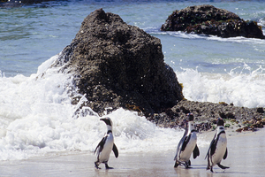 Afrique du Sud : les manchots du Cap ont été victimes d'une famine de masse, selon une étude