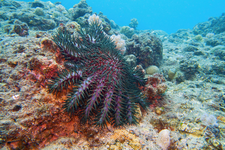 Acanthaster