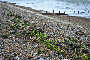 Vague de bananes échouées sur les côtes anglaises