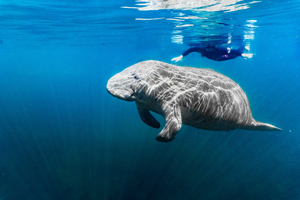 Vraie ou fausse bonne idée : nager avec les lamantins ?