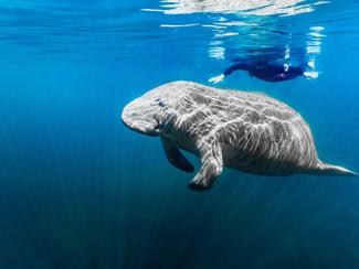 Vraie ou fausse bonne idée : nager avec les...