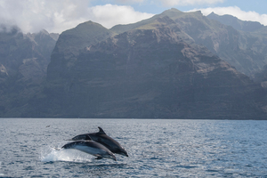 Orques et dauphins s’allient pour chasser le saumon : une scène inédite observée dans le Pacifique