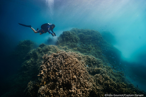 La Polynésie au cœur d’un réseau mondial d’observation de la ponte des coraux