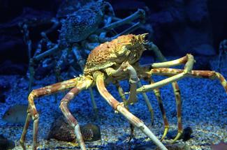 Vraie ou fausse bonne idée : nager avec les crabes géants