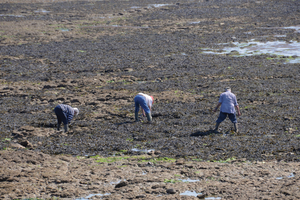 Loire-Atlantique : la pêche à pied suspendue sur un secteur du littoral