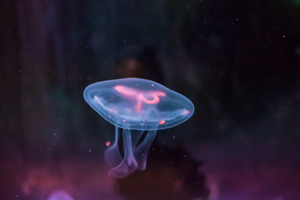 Ces poissons qui brillent : le secret de la bioluminescence