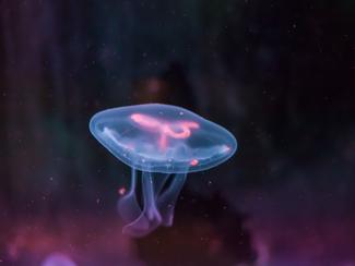 Ces poissons qui brillent : le secret de la...