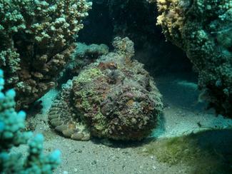 Poisson-pierre : le tueur invisible qui...