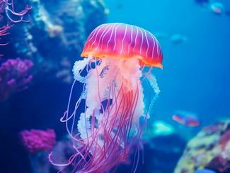 Ces animaux marins qui peuplent les océans...