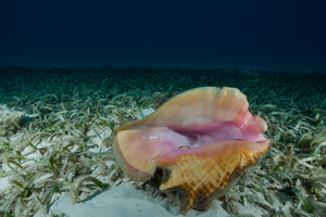 Le trésor du lambi : un joyau marin au cœur de la cuisine antillaise