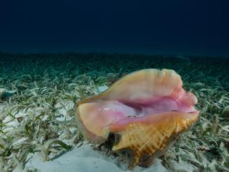 Le trésor du lambi : un joyau marin au cœur de...