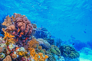 Réchauffement climatique : les océans ont absorbé une quantité record de chaleur en 2025