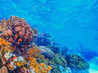 Réchauffement climatique : les océans ont...