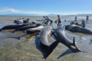 En Nouvelle-Zélande, le sauvetage spectaculaire de 47 baleines échouées