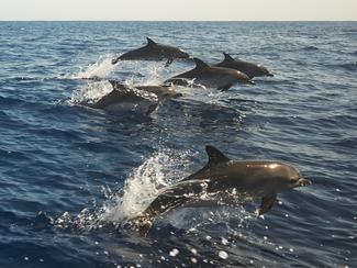 Dauphins du golfe de Gascogne : le climat...