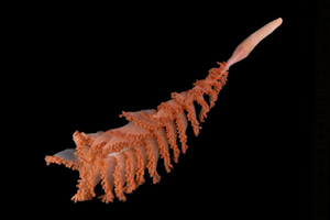 Océan Austral : 30 nouvelles espèces découvertes dont une étrange éponge carnivore des abysses