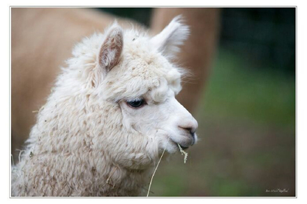 Un alpaga, l’animal par qui tout est arrivé Un alpaga, l’animal par qui tout est arrivé