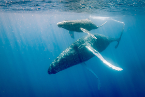 Vraie ou fausse bonne idée : nager avec les baleines ?